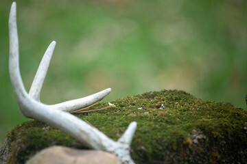 whitetail buck antler shed on a mossy rock pile