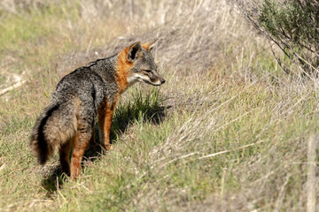Naklejka na ściany i meble Island Fox Wanders On Santa Cruz Island