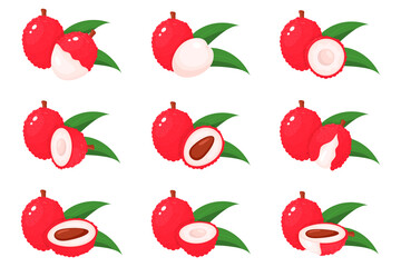 Set of fresh whole, half, cut slice lychee fruits isolated on white background. Summer fruits for healthy lifestyle. Organic fruit. Cartoon style. Vector illustration for any design.