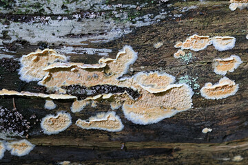 Leucogyrophana mollusca, commonly known as the warped orange crust, wild fungus from Finland