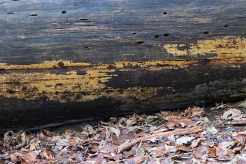 Crustoderma dryinum, a crust fungus from Finland, no common English name