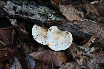 Pholiota lenta, known as slimy scalycap or slimy Pholiota 
