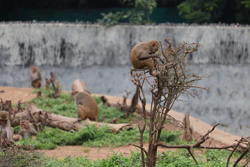 Monkey eating fruits in tree trunks