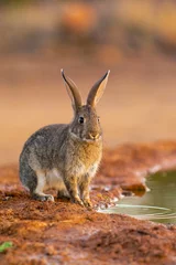 Foto op Aluminium Iberian hare in Castilla La Mancha, Spain. © StockPhotoAstur