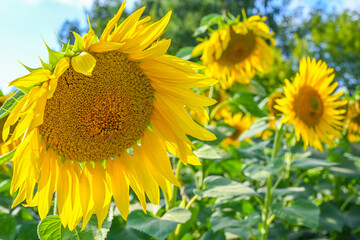 Beautiful sunflower in sunflowers field on summer with blue sky at Europe.