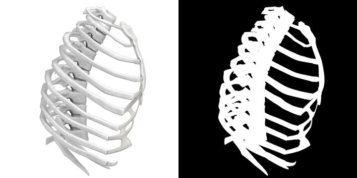 3D rendering illustration of a stylized human rib cage anatomy