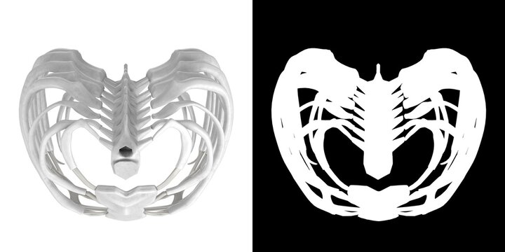 3D rendering illustration of a stylized human rib cage anatomy