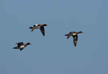 Eurasian wigeon flying at Asker marsh, Bahrain