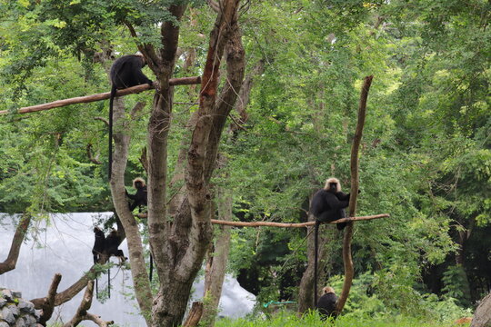 Portrait of Colobines sitting on big timber in zoo's cage