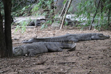  So many Crocodile's are staying at the Jungle