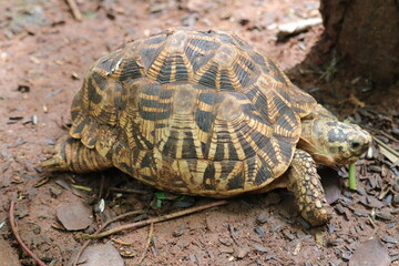 The Amazing Star tortoise at a zoo in Chennai