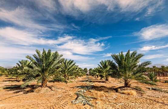 Plantations of young date palms, image depicts desert agriculture industry in the Middle East

