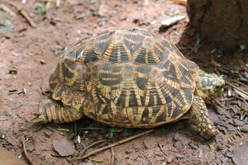 The biggest star tortoise at the popular zoo in Chennai.