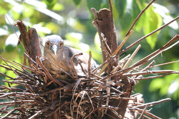 The bird is staying at its nest in a zoo