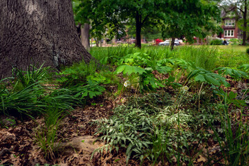 Ferns and mayapples under a tree