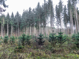 Wiederaufforstung im Mischwald