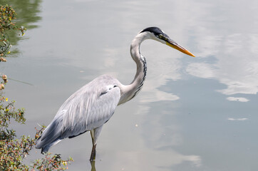 close-up of a gray heron chasing fish in a lake in brazil