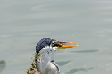 close-up of a gray heron chasing fish in a lake in brazil