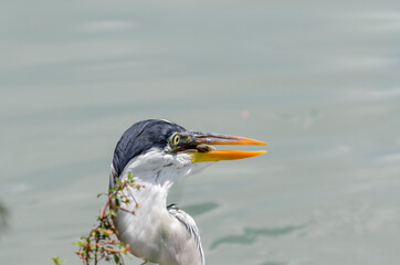 close-up of a gray heron chasing fish in a lake in brazil