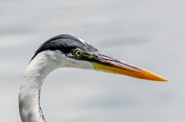 close-up of a gray heron chasing fish in a lake in brazil