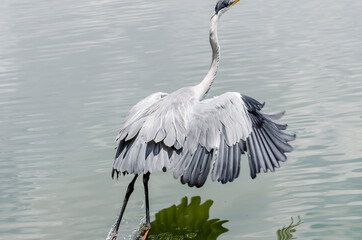 close-up of a gray heron chasing fish in a lake in brazil