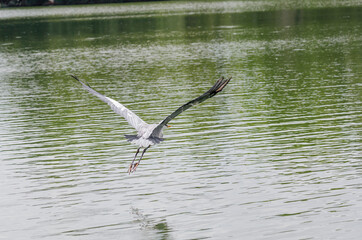 close-up of a gray heron chasing fish in a lake in brazil