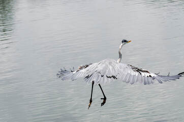 close-up of a gray heron chasing fish in a lake in brazil