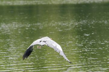 close-up of a gray heron chasing fish in a lake in brazil