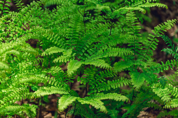 Maidenhair ferns in the forest