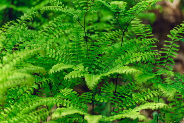 Maidenhair ferns in the forest