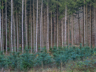Obraz premium Wiederaufforstung im Mischwald