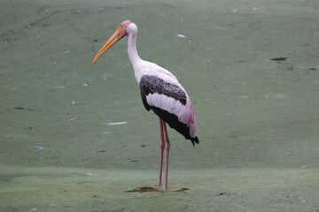 The painted stork is a large wader.