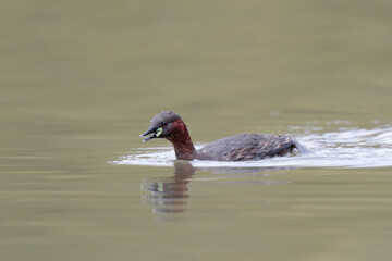 Little Grebe Tachybaptus ruficollis on a lake in Central France