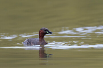 Little Grebe Tachybaptus ruficollis on a lake in Central France