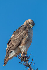 Red Tailed Hawk Perched in Tree