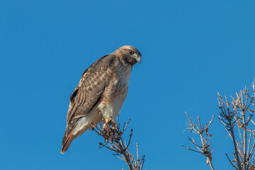 Red Tailed Hawk Perched in Tree