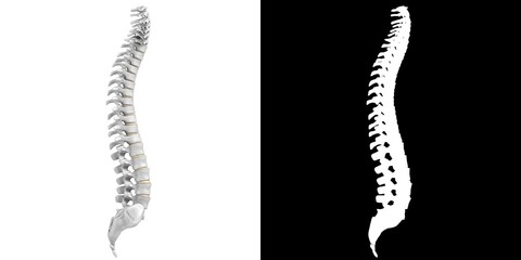 3D rendering illustration of a stylized human spine anatomy