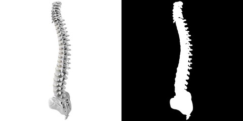 3D rendering illustration of a stylized human spine anatomy - obrazy, fototapety, plakaty