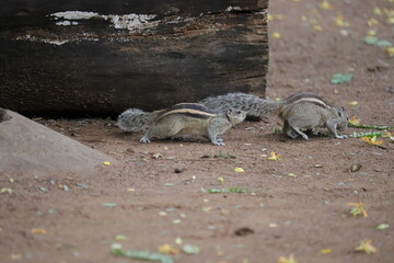 three-striped palm squirrel is a species of rodent in the family Sciuridae found naturally in India