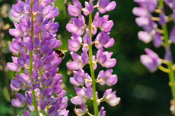 lupins. bumblebee and pink forest flower. Hot summer in nature, among flowers and herbs. Fresh air. Bumblebees and bees. big bumblebee flies on spring bloom. beautiful blurred green background