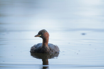 Little Grebe Tachybaptus ruficollis on a lake in Central France