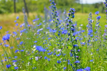 Echium vulgare. beautiful wildflowers. blue flowers, summer floral background. close-up. bokeh. beautiful nature. blooming meadow in sunny weather