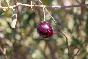 Black olive hanging on the branch of an olive tree