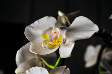 white orchid on black