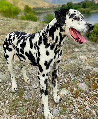 Black and white dalmatian dog spots on