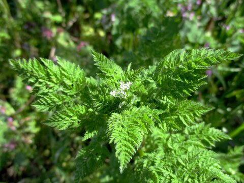 Burr chervil (Anthriscus caucalis) outdoors. Young flowers and foliage