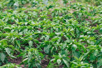 Bunch of green pepper on a plant during ripening. Outdoors.	