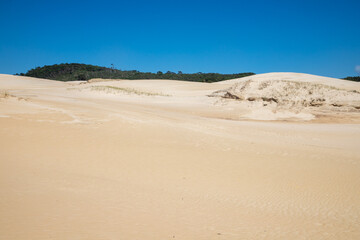 Dunes and vegetation