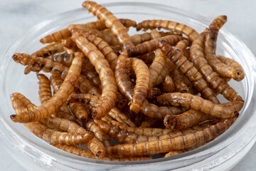 Close-up of edible insects, mealworms