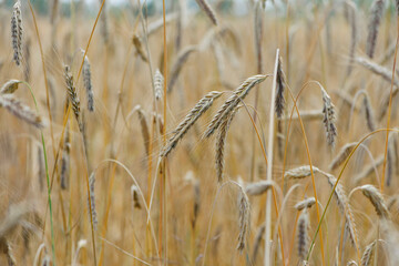 Wheat field. Ears of golden wheat. The concept of a rich harvest, agro-industrial complex, farming. golden spikelets of ripe wheat in the field close-up. for background and text